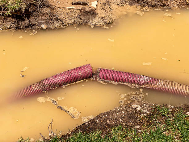 Best Carpet water damage restoration  in Campton Hls, IL