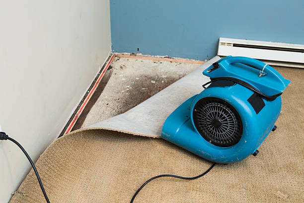 Best Professional water damage repair  in Campton Hls, IL